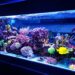 How To Start An Aquarium Maintenance Business