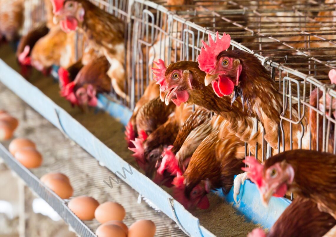 the best poultry farm business plan