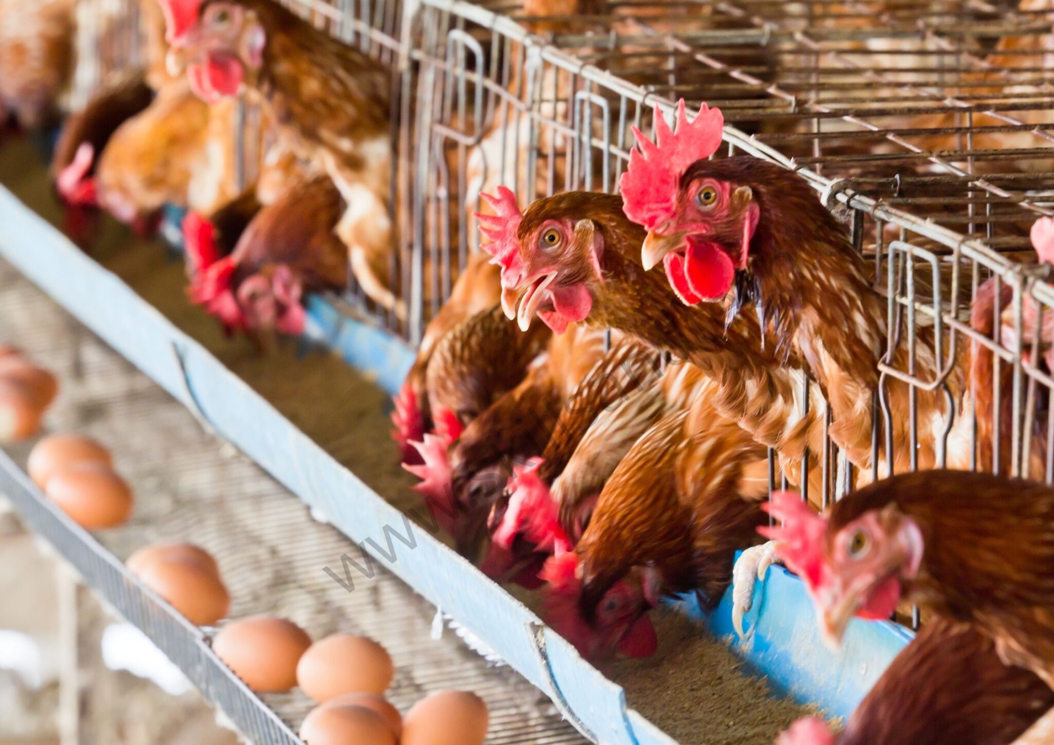 a chicken farming business plan