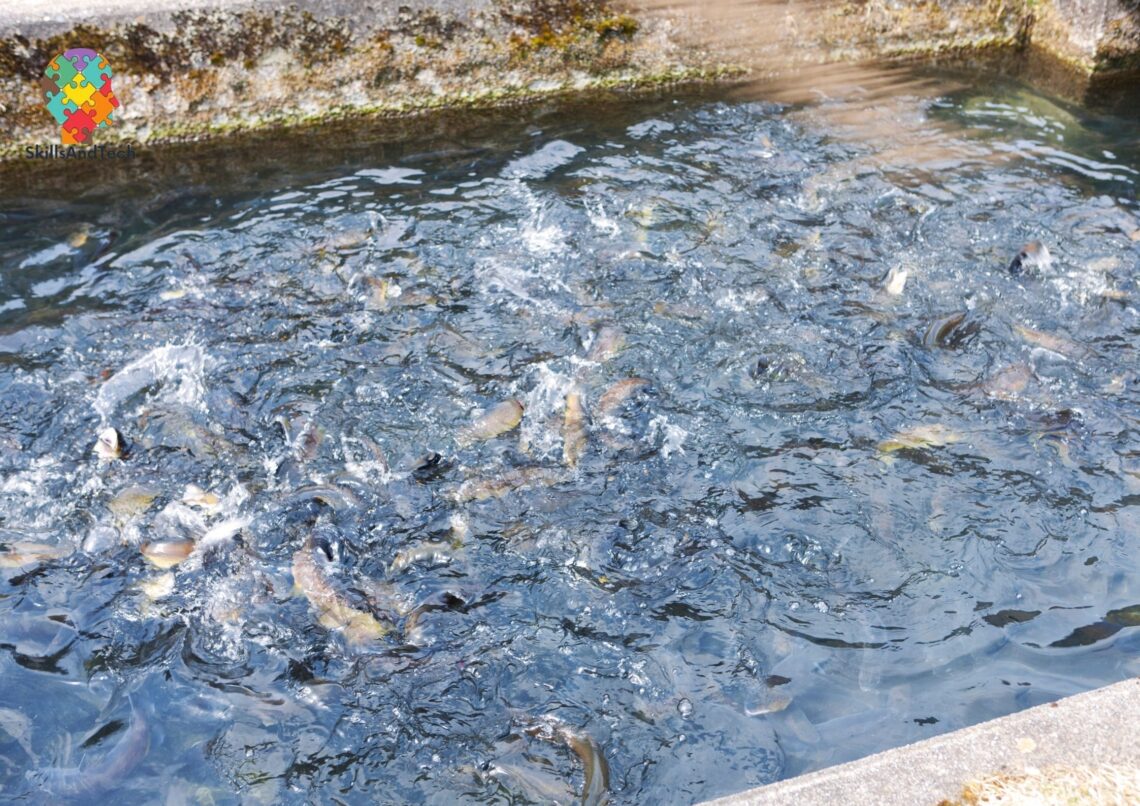 How to Start a Fish Farming Business In India| SkillsAndTech