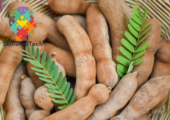 Tamarind Paste Making Business Cost, Investment, Profit, Requirements | SkillsAndTech
