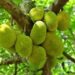 Jackfruit Business In India Cost, Profit, Business Plan, Requirements | SkillsAndTech