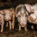 How To Start Pig Farming Business | SkillsAndTech