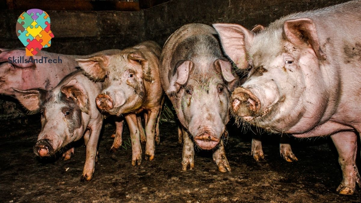 How To Start Pig Farming Business SkillsAndTech SkillsAndTech
