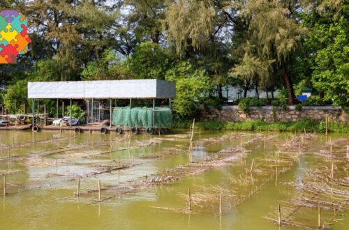 How To Start Prawn Farming Business | SkillsAndTech