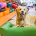 How Much Does it Cost to Open a Pet Store | SkillsAndTech