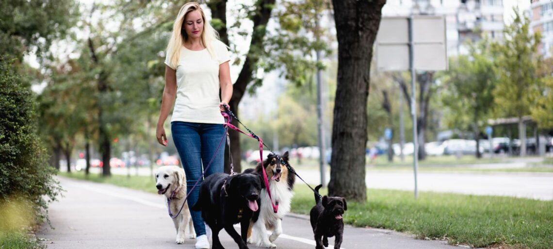 How To Become A Dog Walker | SkillsAndTech