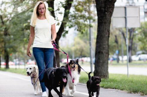 How To Become A Dog Walker | SkillsAndTech