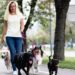 How To Become A Dog Walker | SkillsAndTech