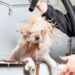 How To Become Dog Groomer | SkillsAndTech