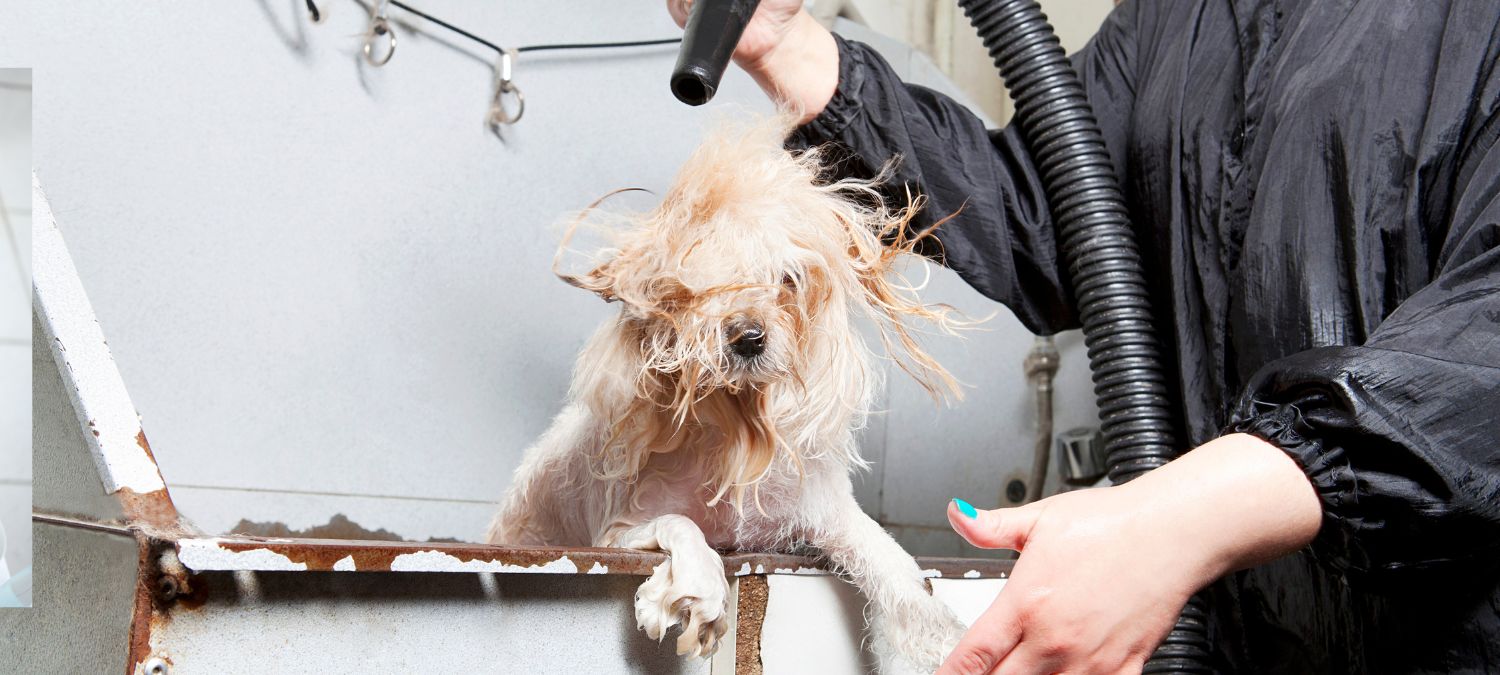 How To Dog Groomer SkillsAndTech SkillsAndTech