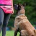 How To Become Dog Trainer | SkillsAndTech