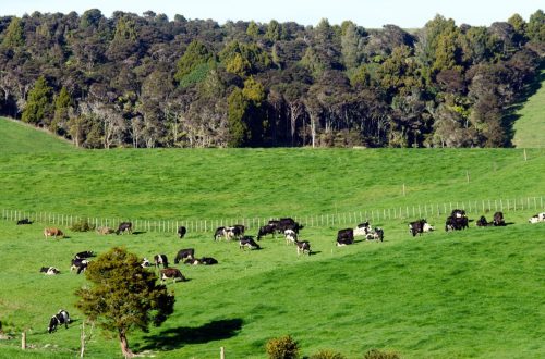 How To Start Dairy farm Business in Kashmir | SkillsAndTech