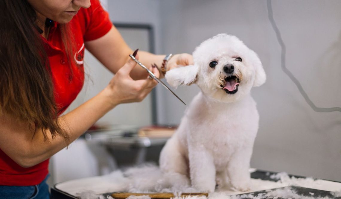 How To Start Dog Grooming Business