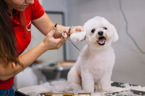How To Start Dog Grooming Business