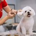 How To Start Dog Grooming Business