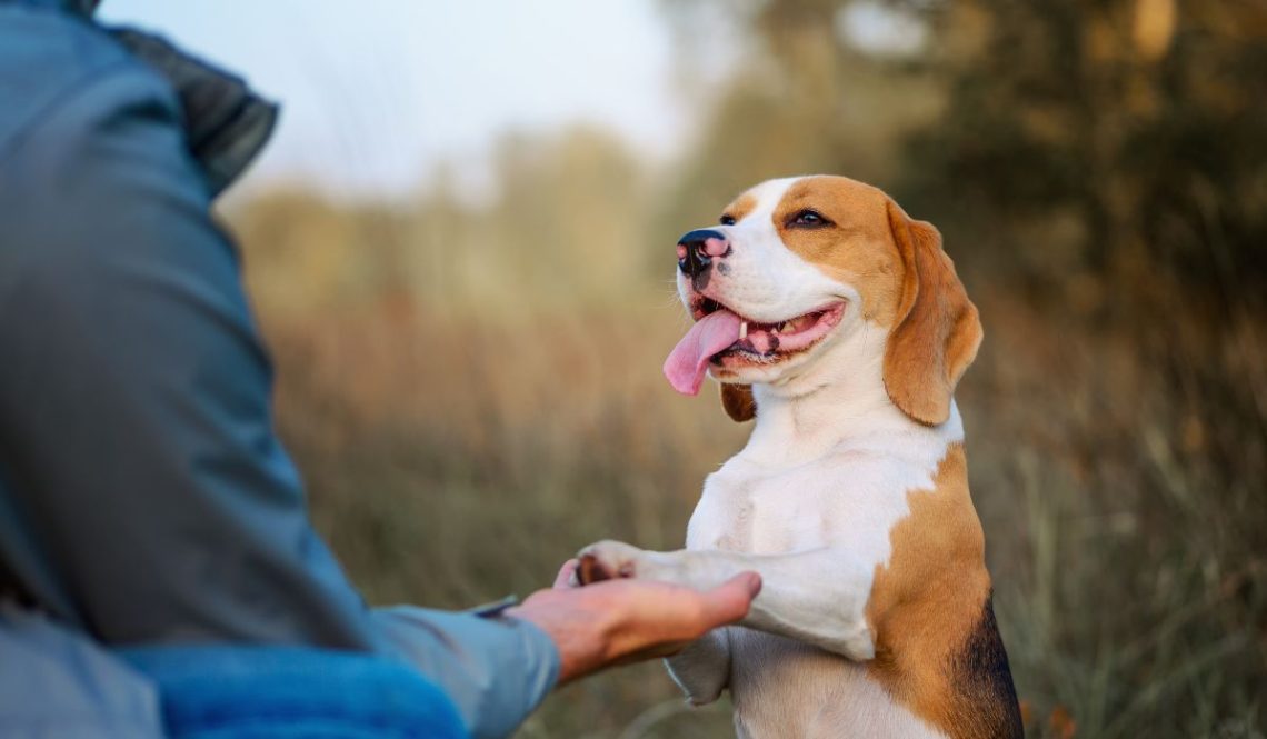 How To Start Dog Training Business | SkillsAndTech