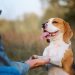 How To Start Dog Training Business | SkillsAndTech