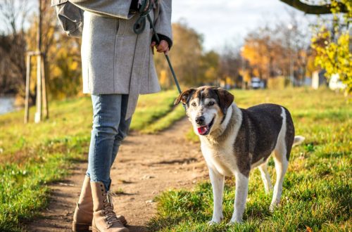 How To Start Dog Walking Business | SkillsAndTech
