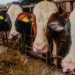 How To Start Livestock Farming Business | SkillsAndTech