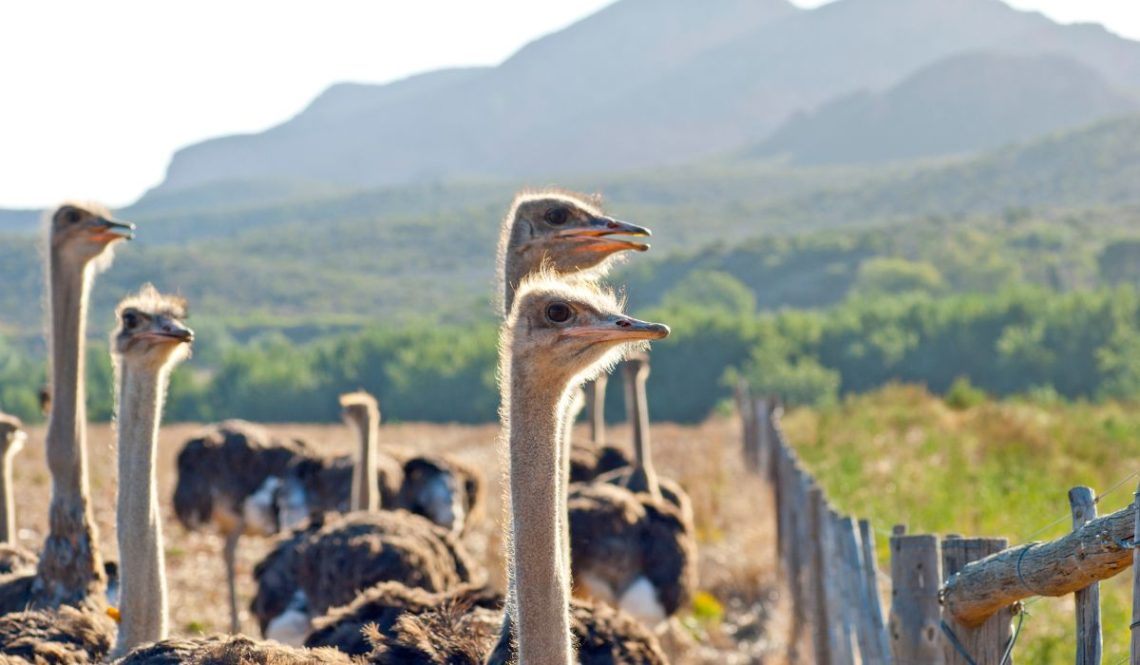 How To Start Ostrich Farm | SkillsAndTech