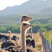 How To Start Ostrich Farm | SkillsAndTech