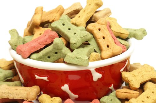 How to Start a Dog Treat Business | SkillAndTech