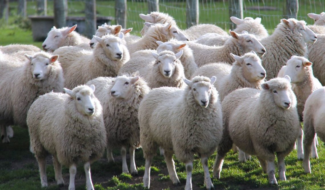 Sheep Farming is a Great Business Opportunity in Kashmir | SkillsAndTech