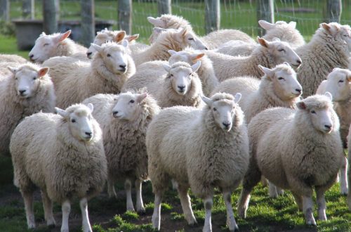 Sheep Farming is a Great Business Opportunity in Kashmir | SkillsAndTech