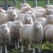 Sheep Farming is a Great Business Opportunity in Kashmir | SkillsAndTech