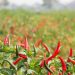 How To Start A Chilli Farming Business | SkillsAndTech