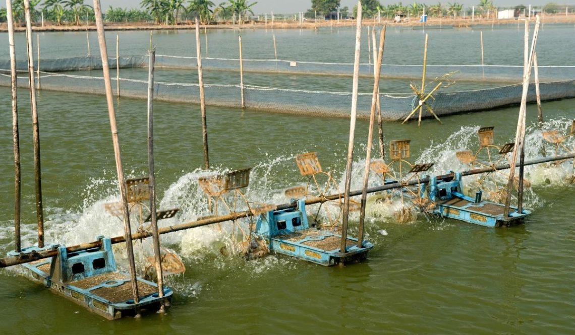 How To Start A Shrimp Farming Business | SkillsAndTech