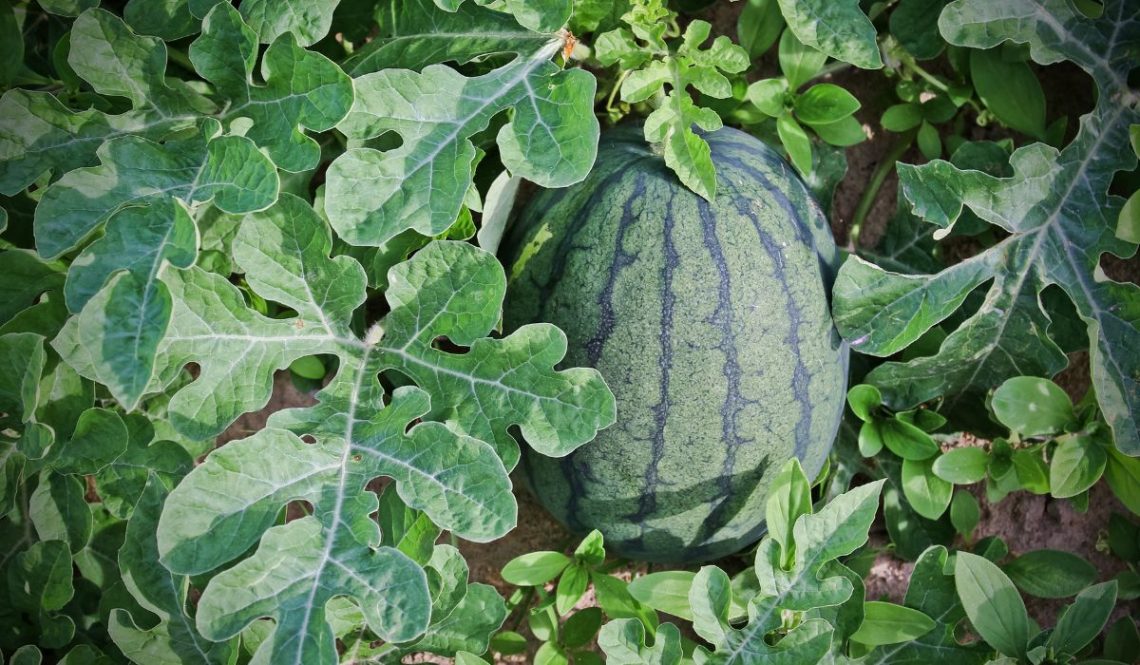 How To Start A Watermelon Cultivation Business | SkillsAndTech