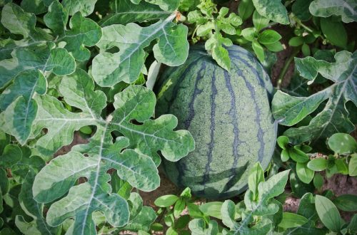 How To Start A Watermelon Cultivation Business | SkillsAndTech