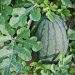 How To Start A Watermelon Cultivation Business | SkillsAndTech