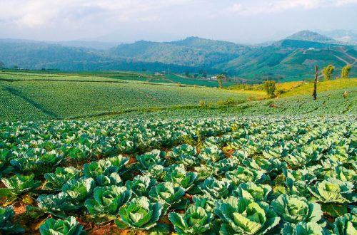 How To Start And Grow Cabbage Farming Business | SkillsAndTech