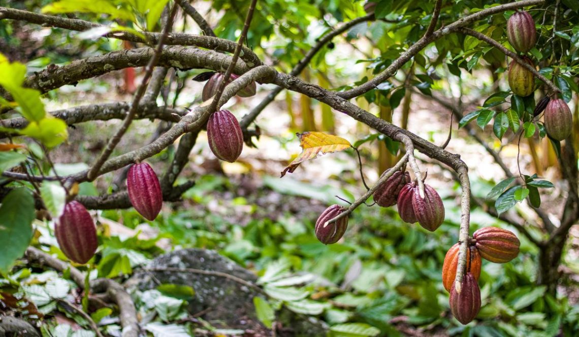 How To Start Cocoa Plantation Farming | SkillsAndTech