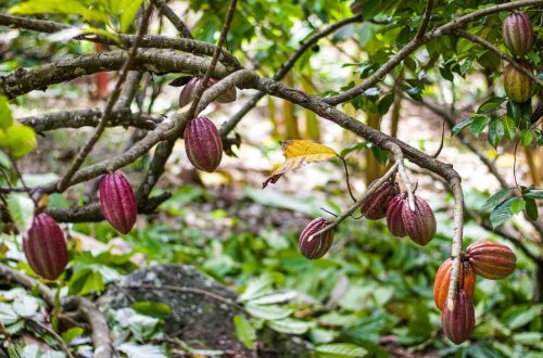 How To Start Cocoa Plantation Farming | SkillsAndTech