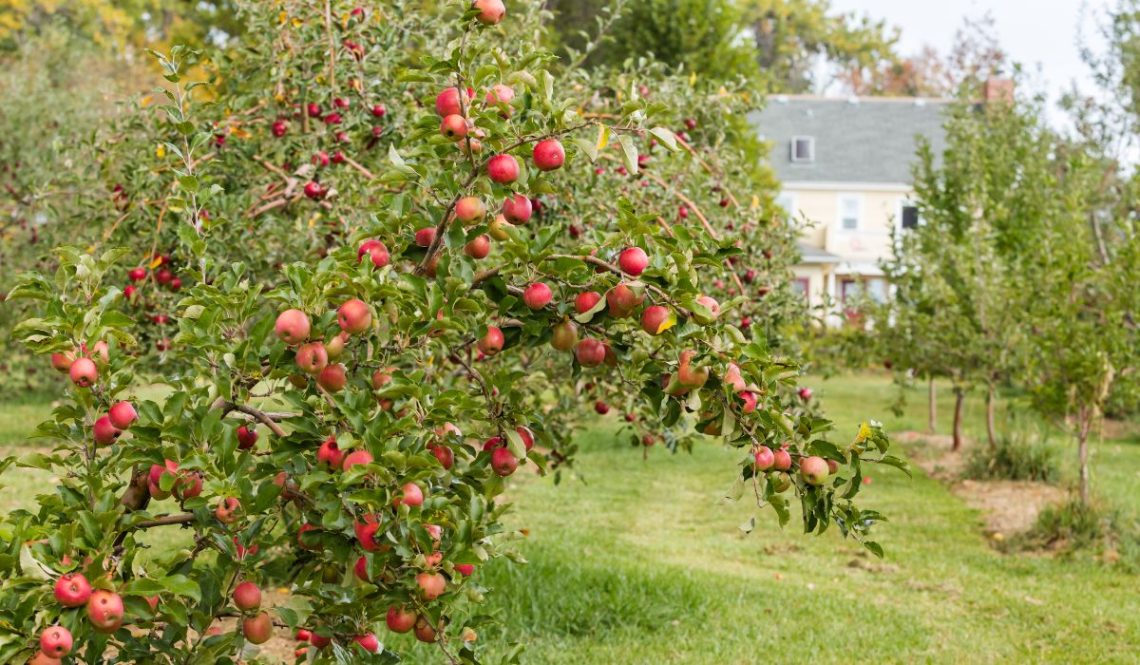 How To Start Commercial Apple Farming | SkillsAndTech