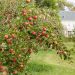 How To Start Commercial Apple Farming | SkillsAndTech