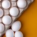 How To Start Egg Tray Making Business | SkillsAndTech