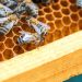 How To Start Beekeeping Business | SkillsAndTech