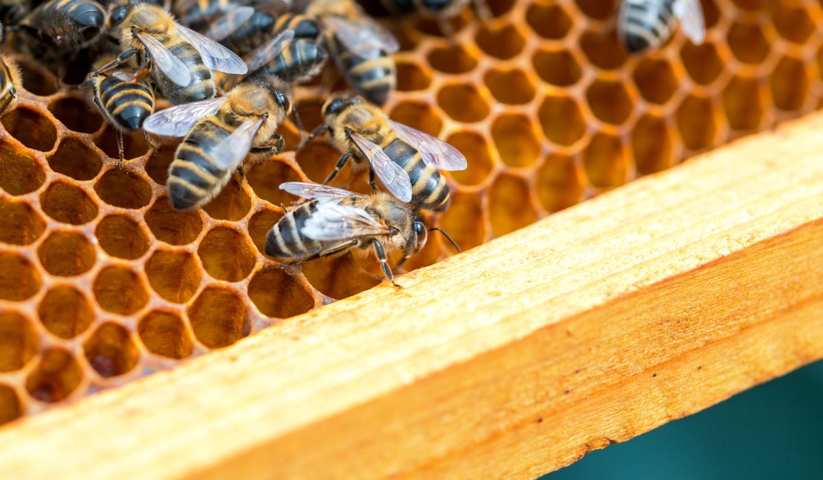 How To Start Beekeeping Business | SkillsAndTech